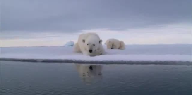 Two polar bears lying on sea ice above dark water.