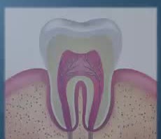A cross-section of a tooth and its pulp