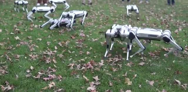 Several small four-legged robots walking across a leaf-strewn lawn.