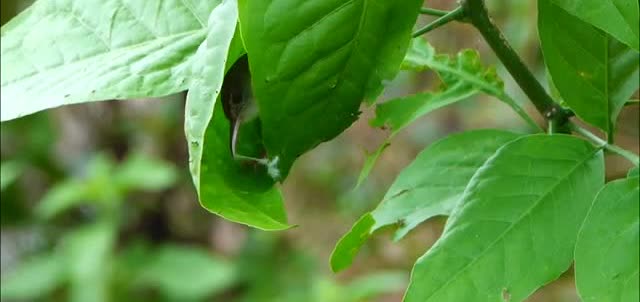 A tailorbird stitching a leaf with its beak.
