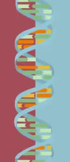 Simplified drawing of the DNA double helix