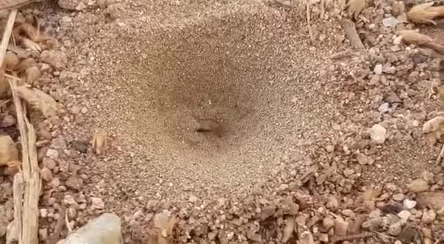 A conical antlion pit in sandy ground