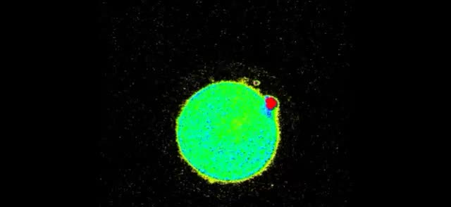 A glowing green egg with a small red flare