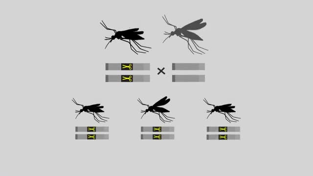 A diagram of mosquitoes and gene copies.