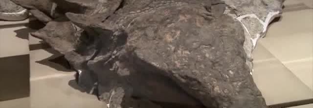 The armored back of a nodosaur fossil