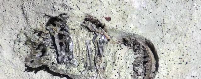 A fossil coral in pale limestone.