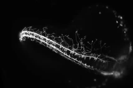 A curving chain of glowing sensory neurons with fine side branches