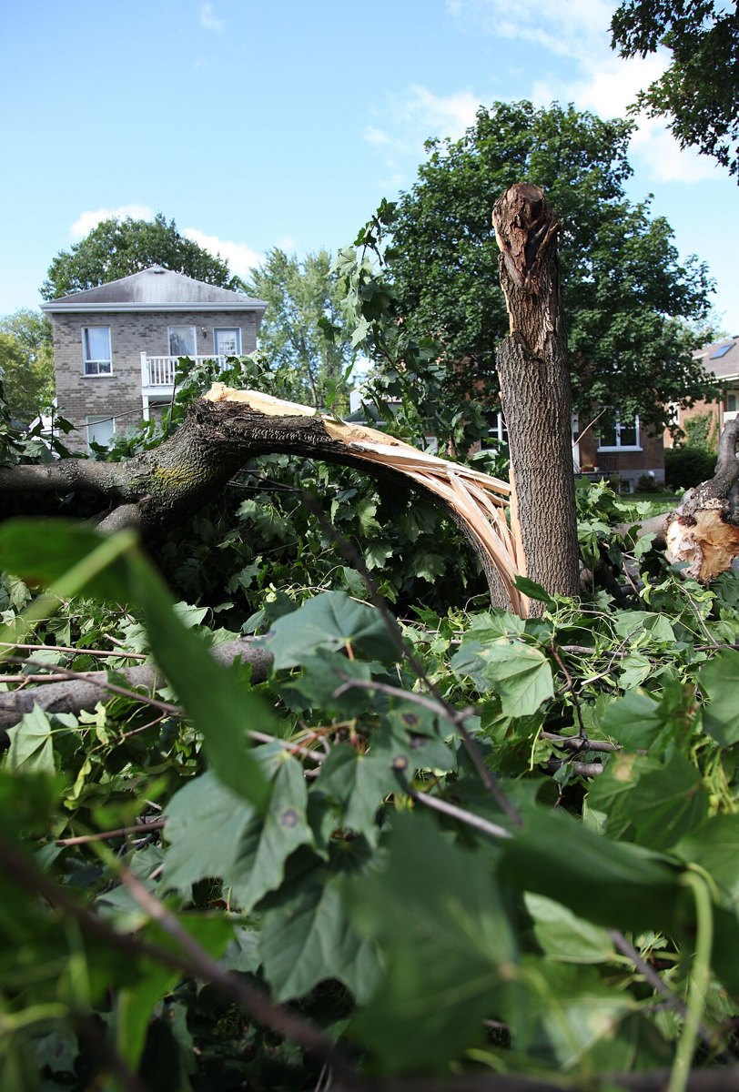 Tree trunks snapped by storm winds