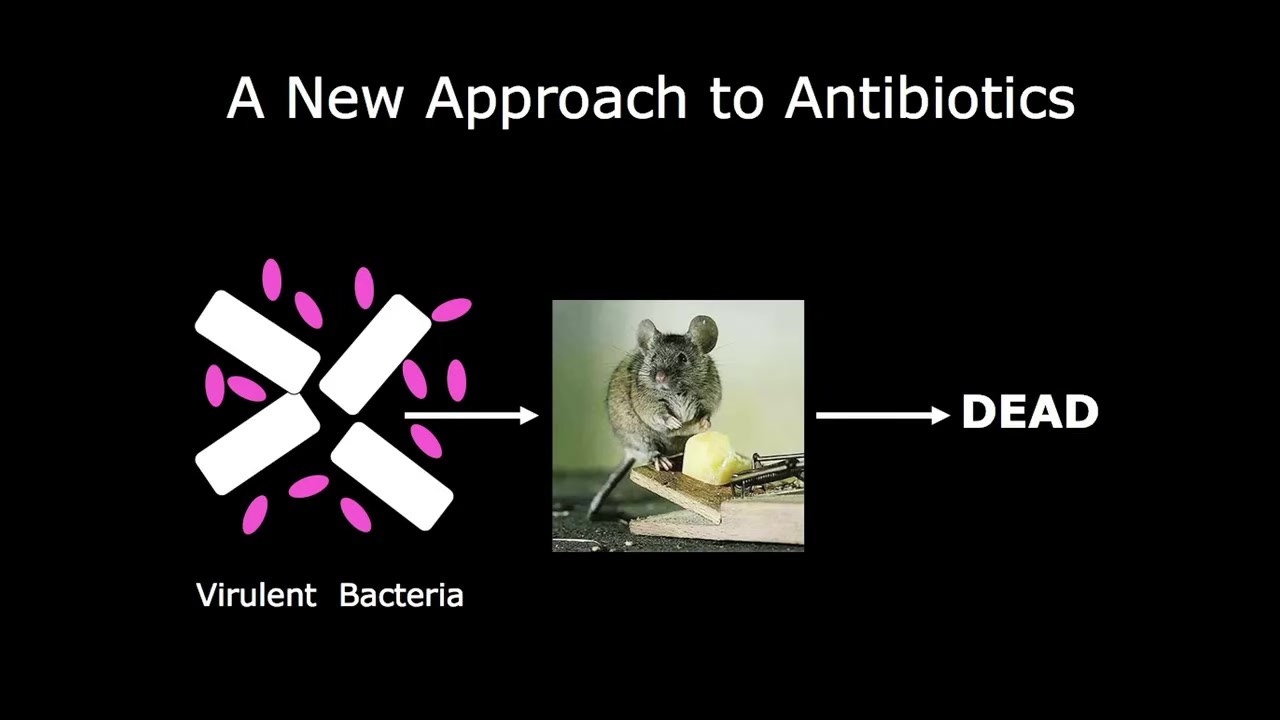 Slide from Bonnie Bassler's TED talk titled A New Approach to Antibiotics