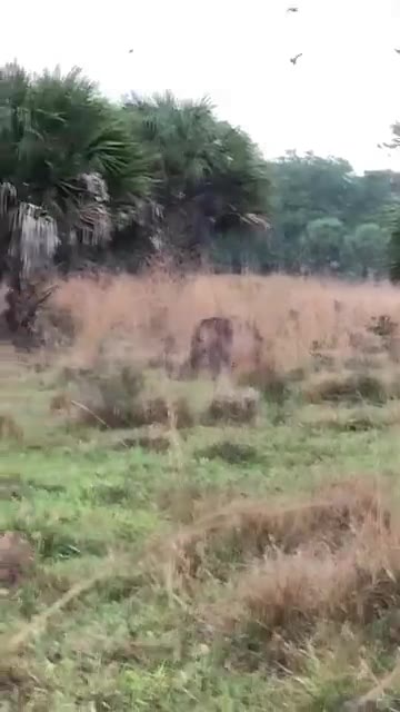 Two dark cats in tall grass at the edge of a palm hammock