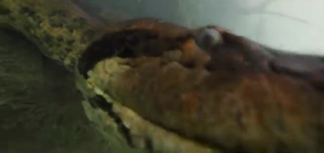 Close view of a large anaconda head and patterned body underwater