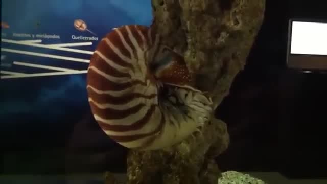 A striped nautilus shell against a rock in a dark tank.