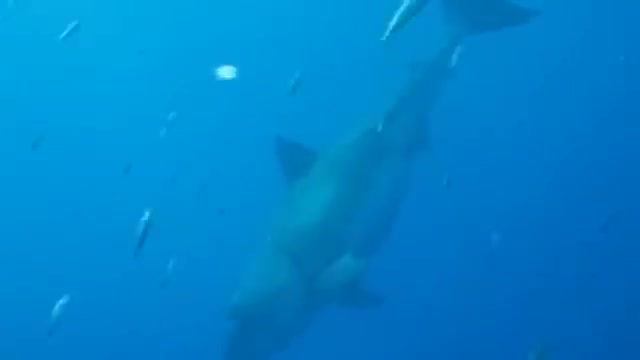 A great white shark swimming in blue water.