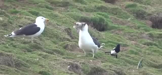 Two gulls and a magpie on a grassy slope, one gull holding prey in its beak
