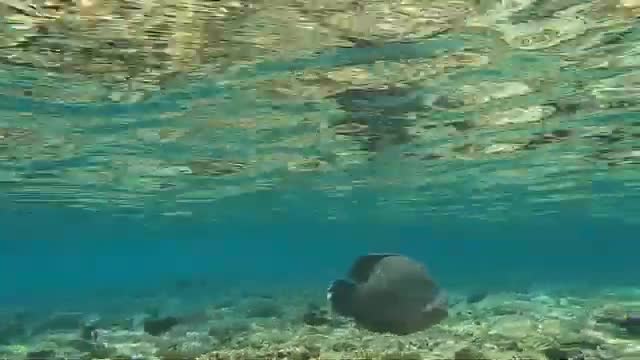 A fish over a shallow reef