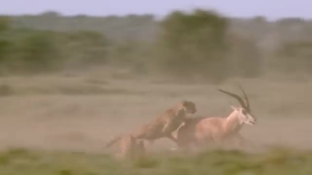 A cheetah chasing an antelope through dust.