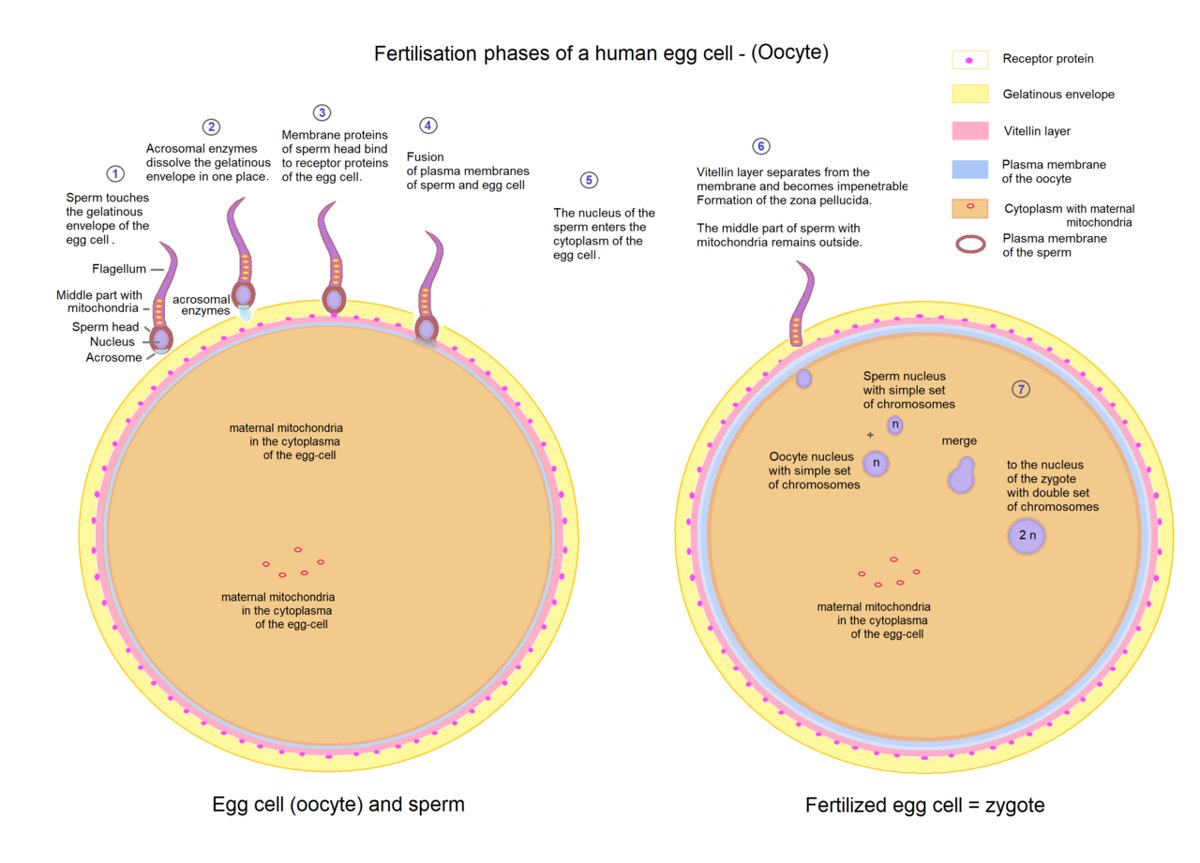 Diagram of a sperm cell fertilizing an egg