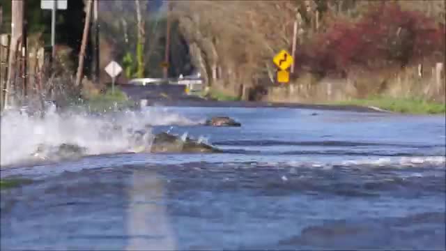 Salmon splashing across a flooded road.