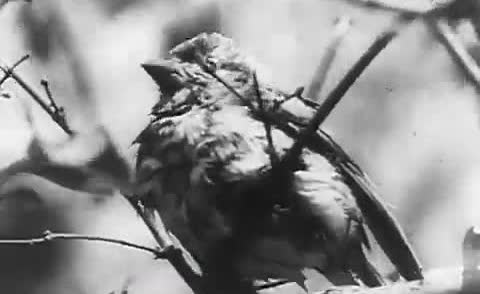 A sparrow perched on a branch in archival film of China's sparrow campaign