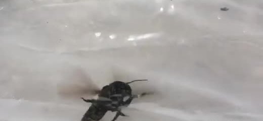 A very large dark bee with blurred wings on a pale sheet.