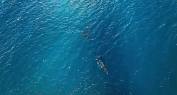 Orcas and a whale seen from above